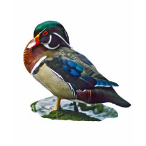 Wood Duck t-shirts