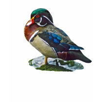 Wood Duck t-shirts