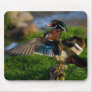 Wood Duck Wing Mouse Pads