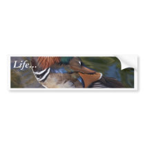 Wood Duck With An Ankle Braclet bumper stickers by lifesphere Wood Duck With An Ankle Braclet bumper stickers