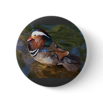 Wood Duck With An Ankle Braclet buttons by lifesphere Wood Duck With An Ankle Braclet buttons