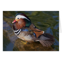 Wood Duck With An Ankle Braclet cards by lifesphere Wood Duck With An Ankle Braclet cards