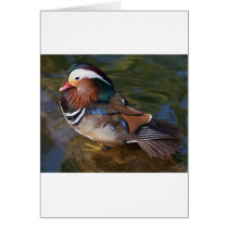 Wood Duck With An Ankle Braclet cards by lifesphere Wood Duck With An Ankle Braclet cards