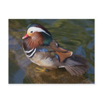 wood-duck-with-an-ankle-braclet postcards by blueyellowtube wood-duck-with-an-ankle-braclet postcards