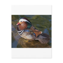 Wood Duck With An Ankle Braclet postcards