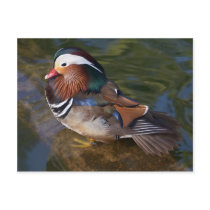 Wood Duck With An Ankle Braclet postcards by lifesphere Wood Duck With An Ankle Braclet postcards