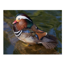 Wood Duck With An Ankle Braclet postcards