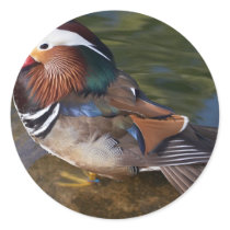 Wood Duck With An Ankle Braclet stickers by lifesphere Wood Duck With An Ankle Braclet stickers
