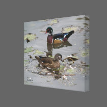 Wood Ducks in a Pond canvas prints