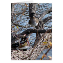Wood Ducks in a Tree cards