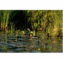 Wood Ducks photo sculptures by animalpark Wood Ducks photo sculptures
