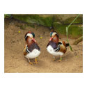 Wood Ducks posters