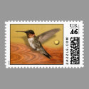 wood hummingbird
