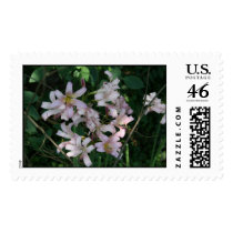 wood hyacanths postage