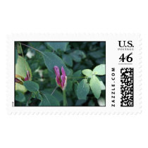wood hyacanths postage by mark59956 wood hyacanths postage
