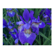 Wood Iris Post Card