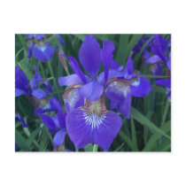 Wood Iris postcards