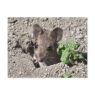 Wood mouse postcard postcard