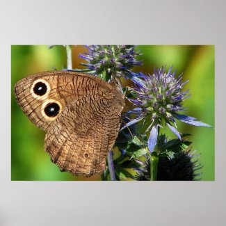 Wood Nymph Butterfly Poster