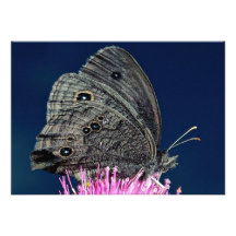 Wood nymph on pink thistle against blue sky personalized announcement