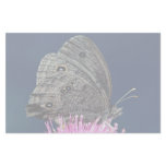 Wood nymph on pink thistle against blue sky stationery