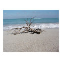 Wood on the beach posters by sbkerrick Wood on the beach posters