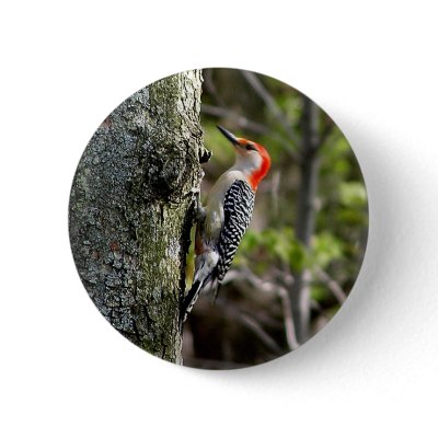 Wood Pecker - Red Bellied Button by kahmier
