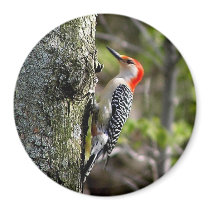 wood pecker - red bellied magnets by kahmier wood pecker - red bellied magnets