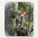 Wood Pecker - Red Bellied mousepads by kahmier Wood Pecker - Red Bellied mousepads