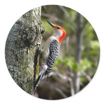 Wood Pecker - Red Bellied stickers by kahmier Wood Pecker - Red Bellied stickers