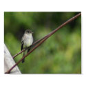 Wood Peewee Print