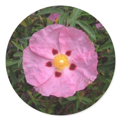 Wood Rose Sticker by nancyro