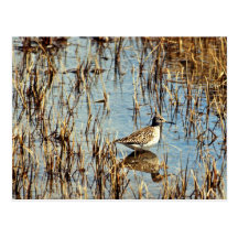 Wood Sandpiper, Amchitka Is, 1973 Post Card