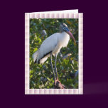 Wood Stork Card