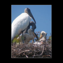 Wood Stork Family postcards