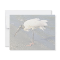 Wood Stork Feeds on the Shore invitations by animalpark Wood Stork Feeds on the Shore invitations
