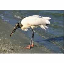 Wood Stork Feeds on the Shore photo sculptures by animalpark Wood Stork Feeds on the Shore photo sculptures