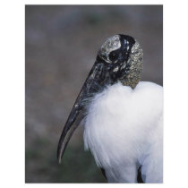 Wood Stork flyers