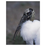 Wood Stork Full Color Flyer