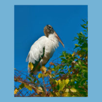 Wood Stork in a tree Print posters