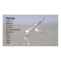 Wood Stork, landing Business Card