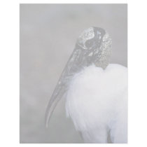 Wood Stork letterhead