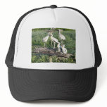 Wood storks on nest