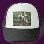 Wood storks on nest