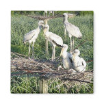 Wood storks on nest