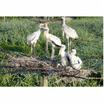 Wood storks on nest