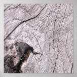 Wood texture posters