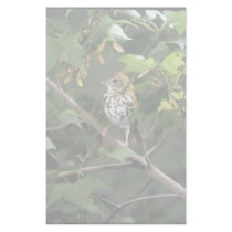 Wood Thrush stationery by animalpark Wood Thrush stationery