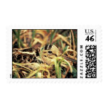 Woodcock on Nest Postage Stamps