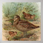 "Woodcock" Vintage Bird Illustration Posters
